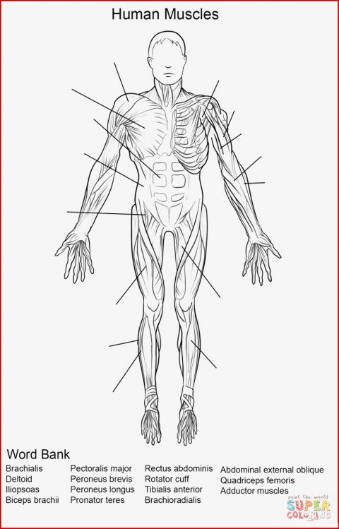 5 Allerbeste Muskulatur Mensch Arbeitsblatt Kostenlos Für Sie