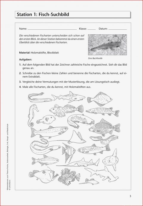 7 Original Biologie 5 Klasse Gymnasium Arbeitsblätter Sie