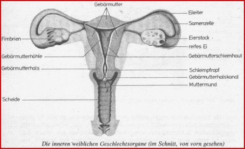 Kreativ Weibliche Geschlechtsorgane Arbeitsblatt Kostenlos F R Sie