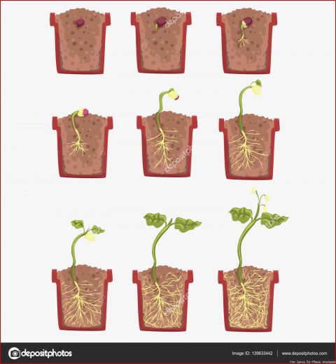 Vom Samen Zur Pflanze Arbeitsblatt 7 Optionen Sie Kennen Müssen