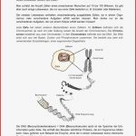 1 3 Infoblatt Zelle Zellkern Chromosom Chromatid Dna