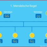 1. Mendelsche Regel (uniformitÃ¤tsregel) â¢ Einfach ErklÃ¤rt Â· [mit ...