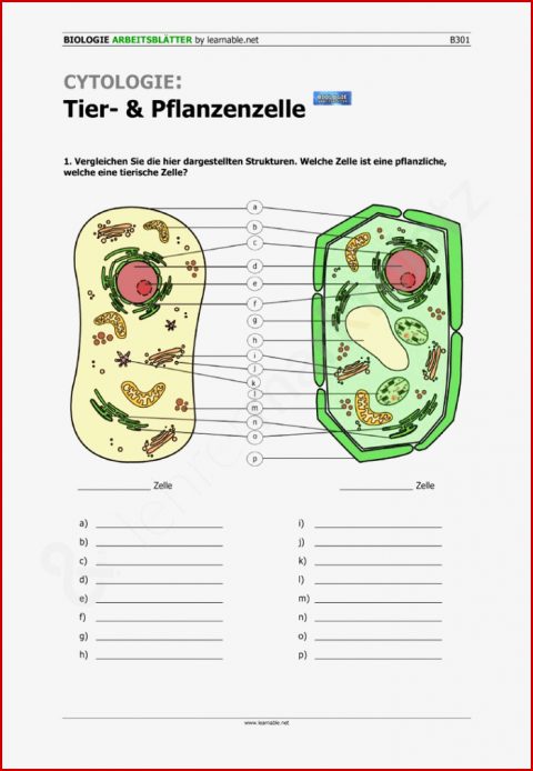 118 Best Biologie Unterrichtsmaterialien Images On Pinterest