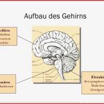 15 Arbeitsblatt 7 Aufbau Des Gehirns