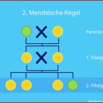 2. Mendelsche Regel (spaltungsregel) â¢ Mit Ãbungen Â· [mit Video]