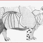 22 Albrecht Dürer Rhinozeros Arbeitsblatt top Pinterest