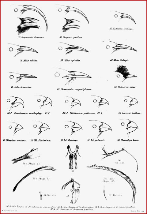 3 2 Evolution Auf Inseln