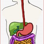 6 Klasse Biologie Online Lernen Mit Videos & Übungen