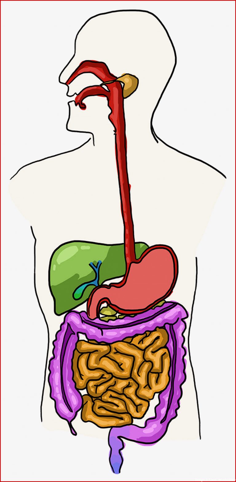 6 Klasse Biologie Online Lernen Mit Videos & Übungen