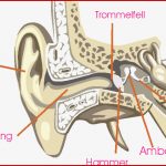 9 Arbeitsblatt Grundschule Ohr Kidworksheet