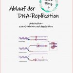 Ablauf Der Dna Replikation Leit Und Folgestrang