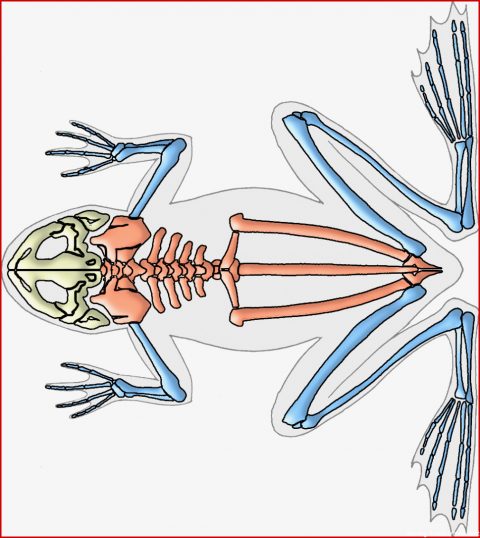 Atmung Frosch Arbeitsblatt
 Überraschend Atmung Frosch Arbeitsblatt Sie Kennen Müssen
