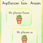 Anleitung Zum Anpflanzen Bzw Ansäen Von Pflanzen Kresse