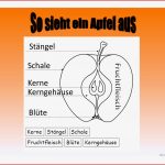 Apfel Lexikon Arbeitsblatt Free Esl Projectable