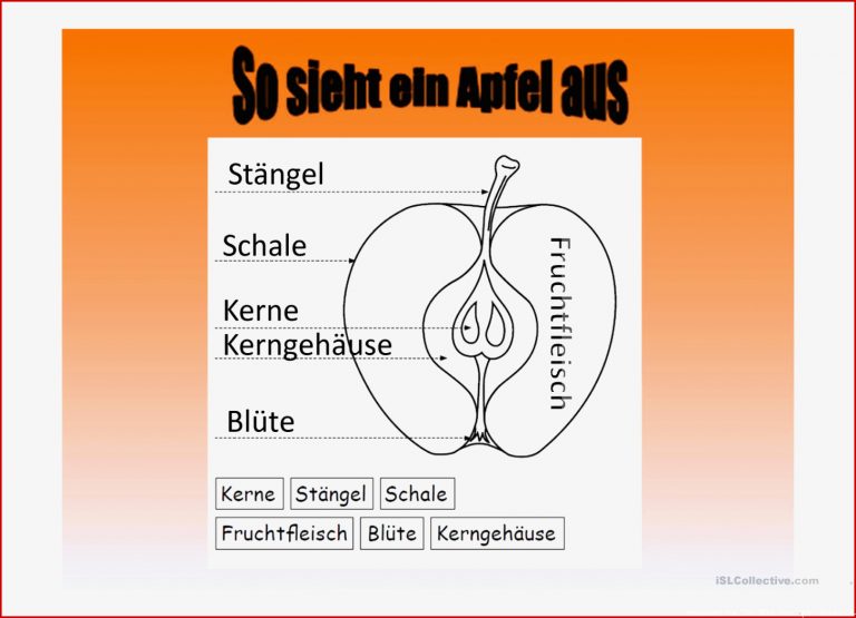 Apfel Lexikon Arbeitsblatt Free Esl Projectable