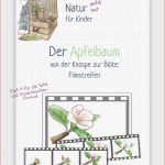 Apfelbaum 4 Jahreszeiten Grundschule Apfelbaum