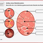 Arbeitsblätter Klasse 7