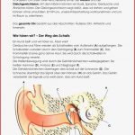 Arbeitsblätter Sinnesorgane Des Menschen Worksheets