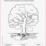 Arbeitsblätter Wald Kindergarten Stephen Scheidt Schule