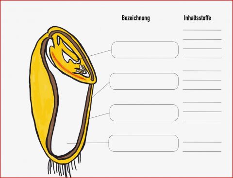 Arbeitsblatt Aufbau Des Getreidekorns Hauswirtschaft