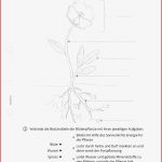 Arbeitsblatt Aufbau Einer Blütenpflanze Biologie