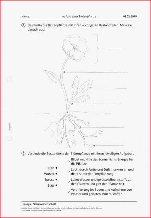 Arbeitsblatt Aufbau Einer Blütenpflanze Biologie