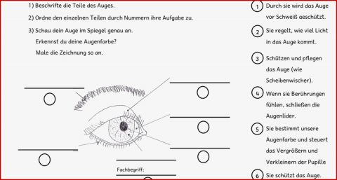 Arbeitsblatt Auge Klasse 5 David song Grundschule