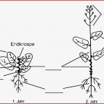 Arbeitsblatt Kohl