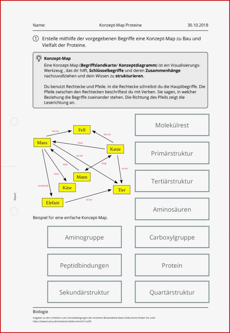 Arbeitsblatt Konzept Map Proteine Biologie