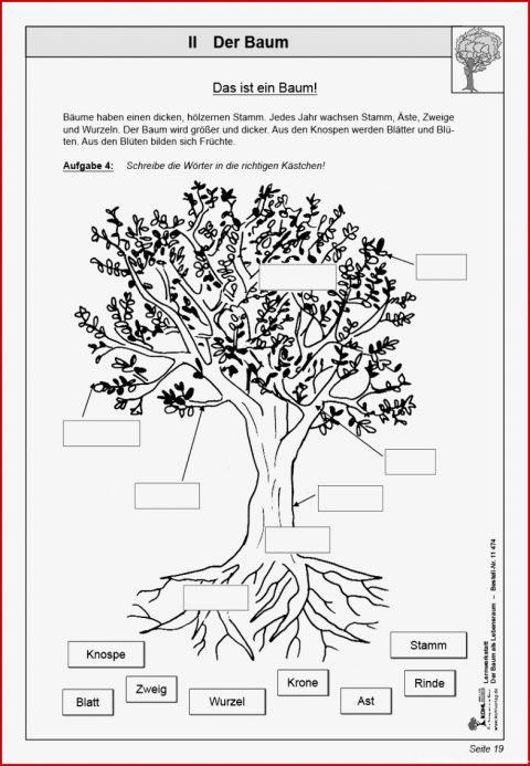 Bäume Und Ihre Früchte Arbeitsblatt
 5 Größte Arbeitsblatt Baum Grundschule Für Deinen Erfolg