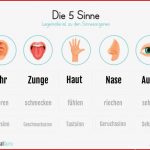 Arbeitsblatt Legematerial Sinnesorgane