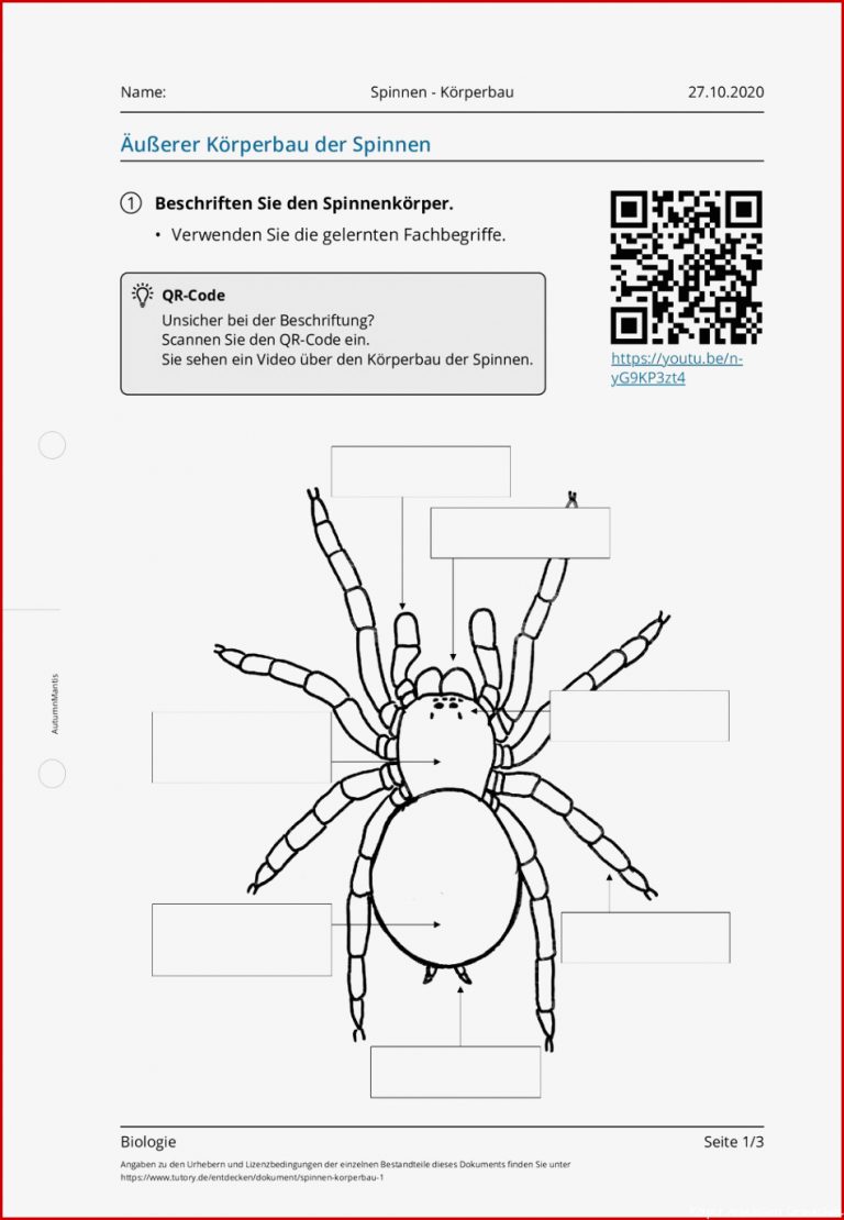 Arbeitsblatt Spinnen Körperbau Biologie Tutory