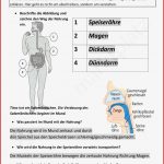 Arbeitsblatt Verdauungssystem Mensch