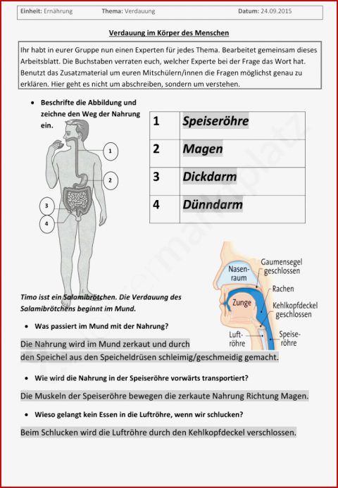 Arbeitsblatt Verdauungssystem Mensch - Kostenlose Arbeitsblätter Und ...