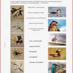 Arbeitsblatt Vogelfüße Biologie Allgemeine