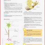 Arbeitsblatter Anatomie