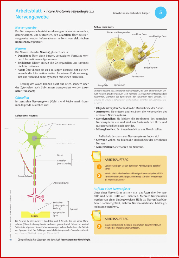 Arbeitsblatter Anatomie