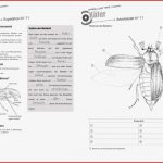 Arbeitsblatter Insekten