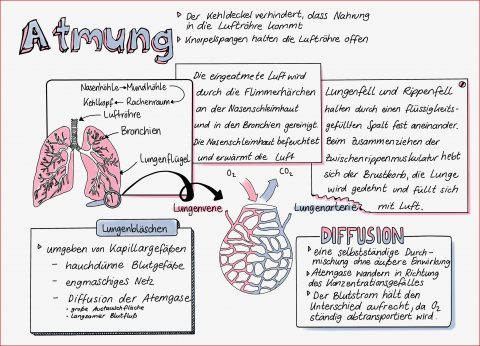 Die Atmungsorgane Des Menschen Arbeitsblatt Lösung: 9 Möglichkeiten Für ...