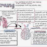 Atmung Sketchnote – Unterrichtsmaterial Im Fach Biologie