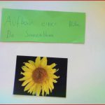 Aufbau Der sonnenblume