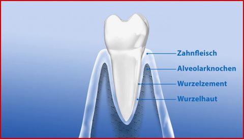 Aufbau Der Zähne
