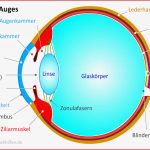 Aufbau Des Auges Inkl Grafik Und Video