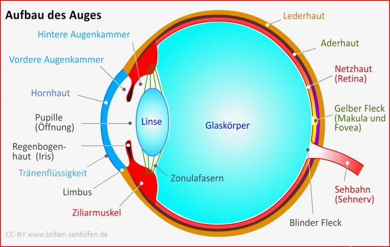 Aufbau Des Auges Inkl Grafik Und Video