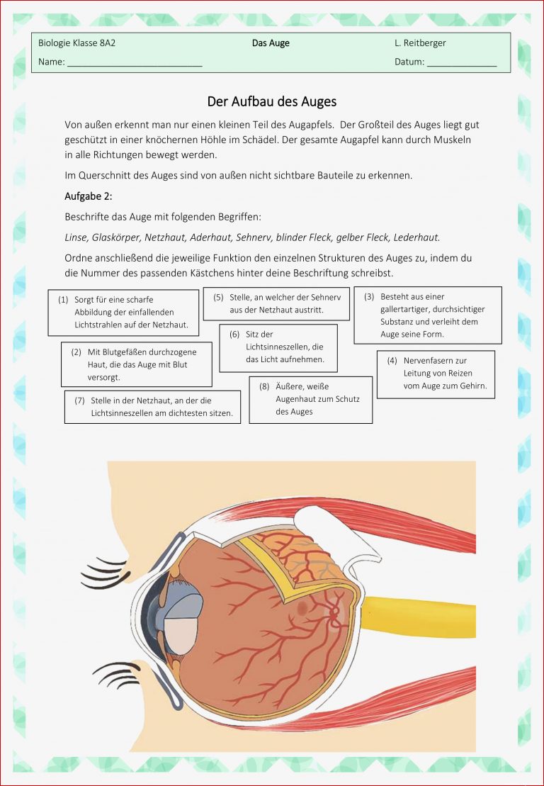 Aufklappbares Arbeitsblatt Beschriftung Des Auges