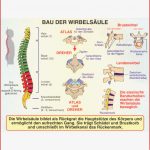 Bau Der Wirbelsäule Und Haltungsfehler St 8015
