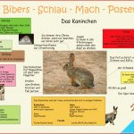 Billy Biber Schlau Mac Poster Das Kaninchen