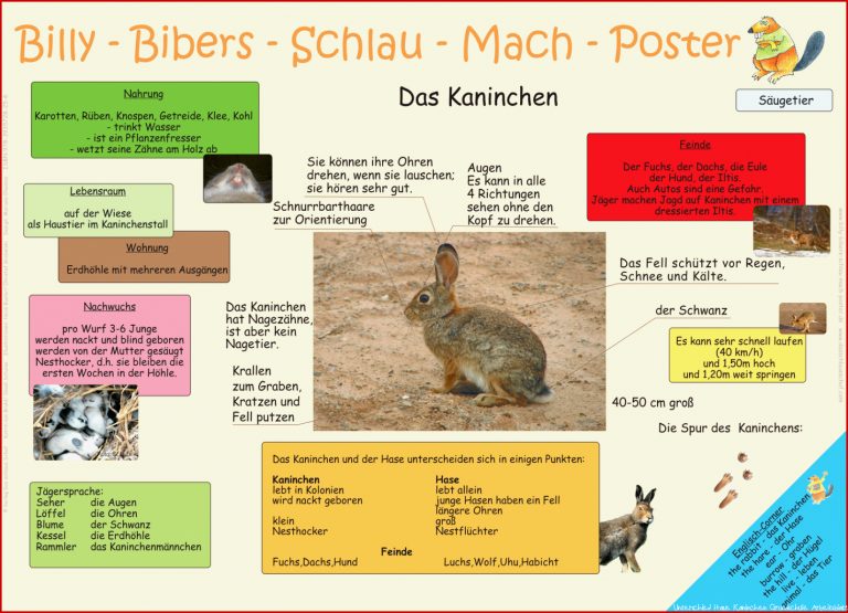 Billy Biber Schlau Mac Poster Das Kaninchen