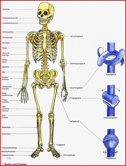 Biologie 5 Klasse Gymnasium Skelett Arbeitsblätter
