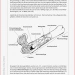 Biologie · Arbeitsblätter · Haupt & Realschule · Lehrerbüro